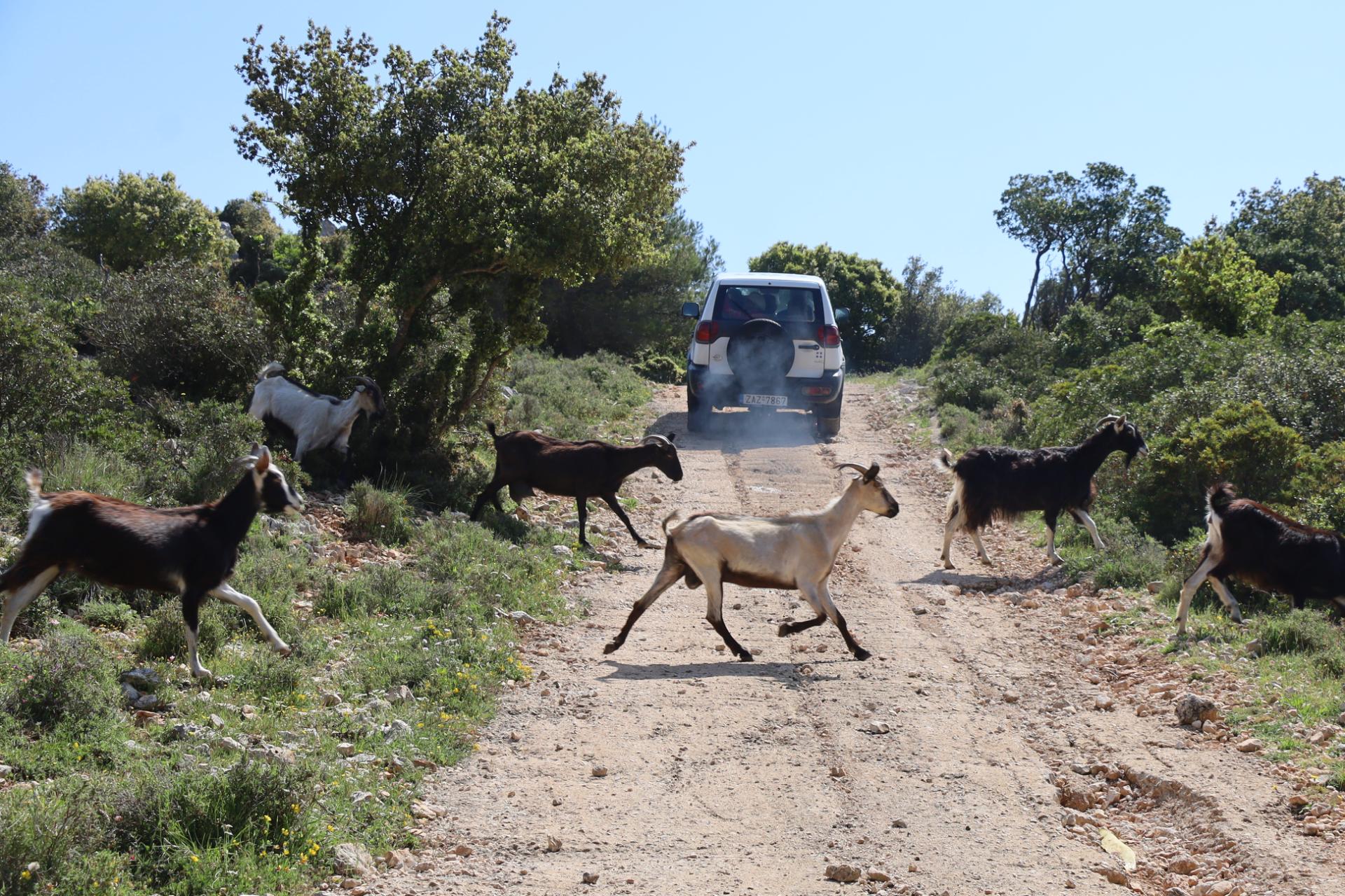 Zakynthos - VIP Zante Safari by Oreo Daily tours
